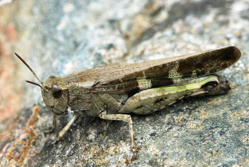 Aiolopus strepens